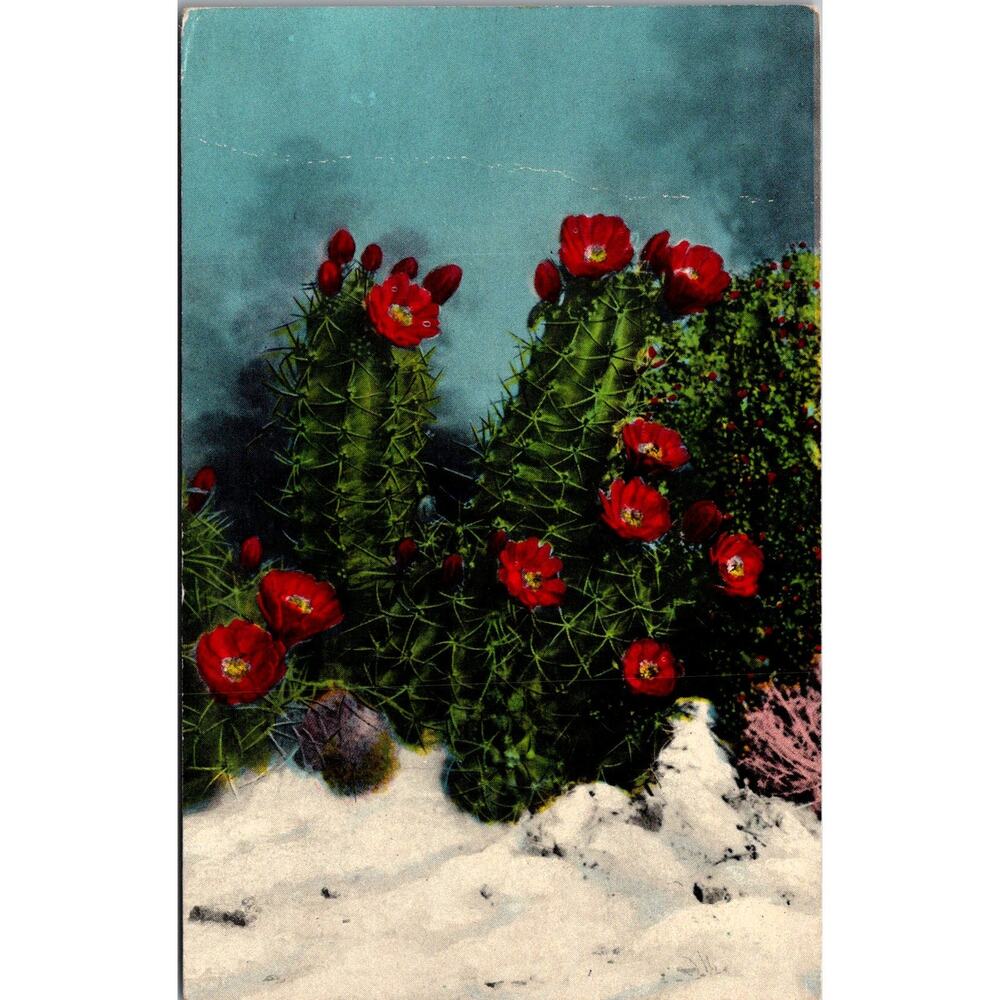 White Sands Cactus Brilliant Species of Cacti Vintage Postcard SP10-17
